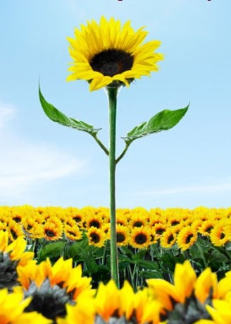 Những bước chân không ngừng nghỉ