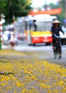 Hà Nội mùa lá bay