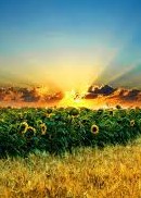 Lời hứa mang tên em