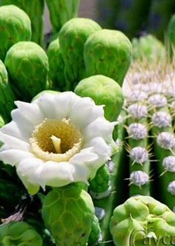 Tuổi thanh xuân, im lặng, và trôi