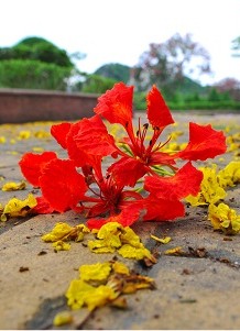 Sắp xa rồi ngày ấy của tôi