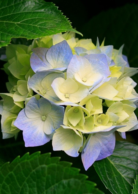 Những buổi chiều màu tím