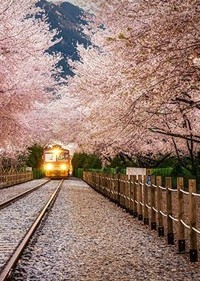 Chuyện của những kẻ đợi mùa xuân