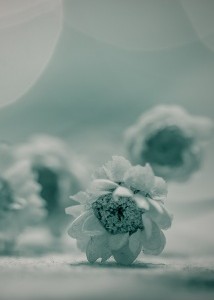 Bạch cúc cho rồng