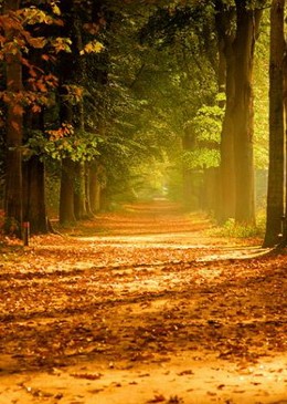 Ánh mặt trời rực rỡ của tôi