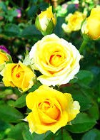 Bài học cuộc sống hôm nay