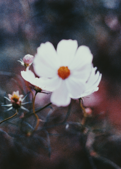 Những đứa trẻ mong nén hương tàn