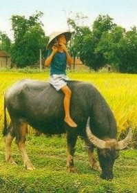 Bài học từ tiểu mục