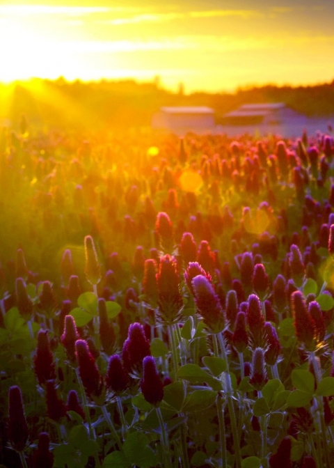 Tiếng khóc trong lòng con ốc nhỏ