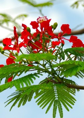Tung Duong Tung Duong