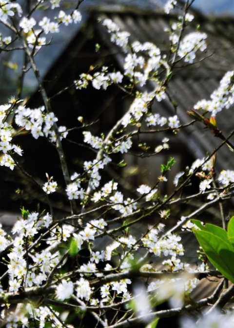 Cành mận giữa mưa rừng