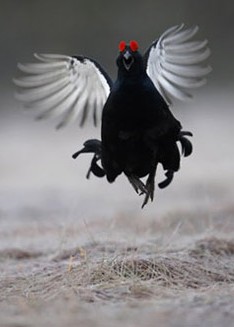 Con gà đen hay vương quốc duới mặt đất
