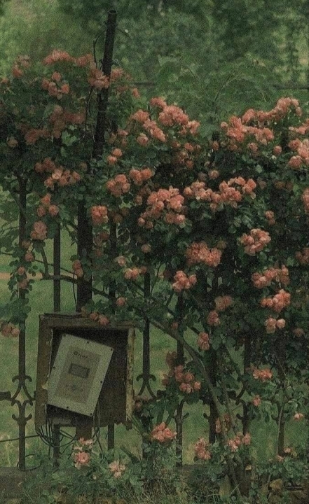 Ngày tôi chờ giọng nói ấy