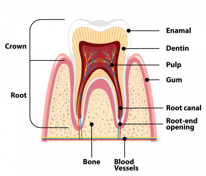 affordable root canal king albert park