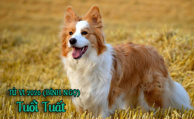 Tử vi 12 con gi&aacute;p năm B&iacute;nh Ngọ (2026) - Chi tiết