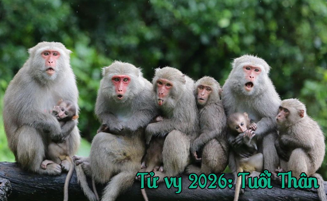 Tử Vi Năm 2026 Cho Những Người Tuổi Ngọ Mùi Thân