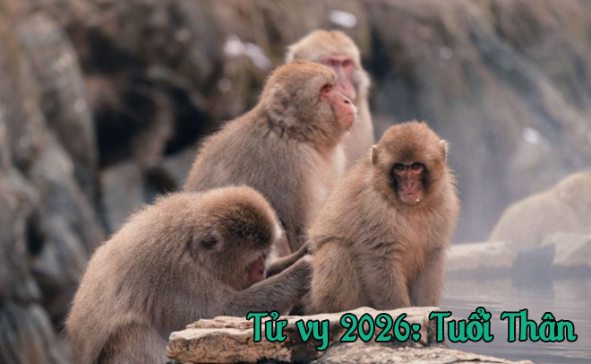 Tử Vi Năm 2026 Cho Những Người Tuổi Ngọ Mùi Thân