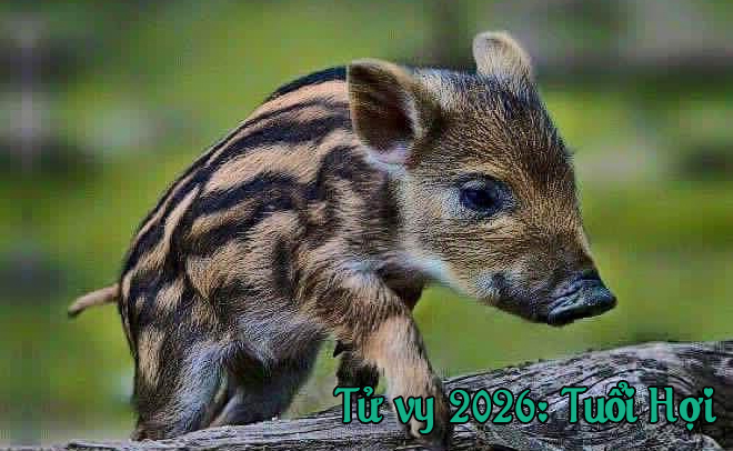 Tử Vi Năm 2026 Dành Cho Người Tuổi Hợi