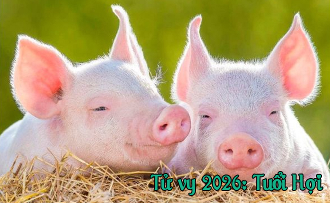 Tử Vi Năm 2026 Dành Cho Người Tuổi Hợi